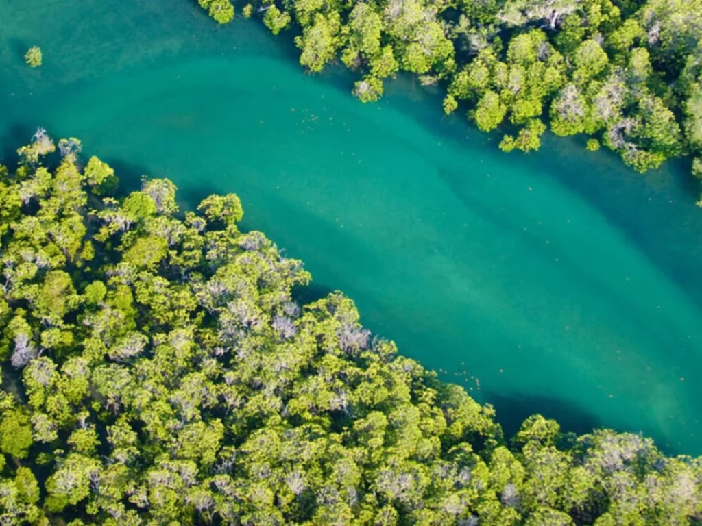 Día Mundial De La Defensa Del Manglar