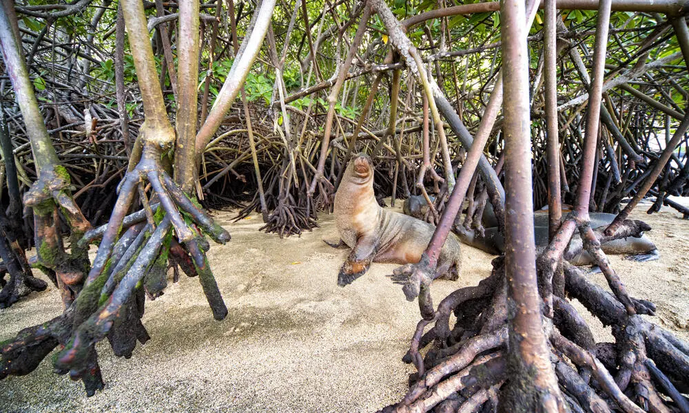 Día Mundial De La Defensa Del Manglar