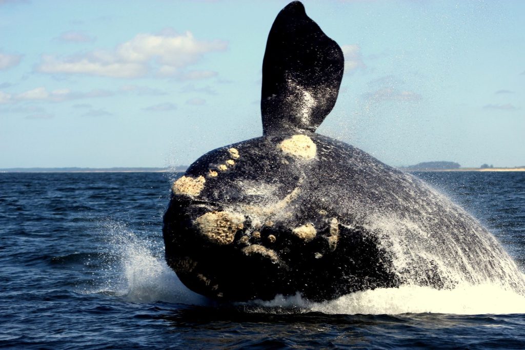 temporada-de-ballenas-uruguay | Ambienta