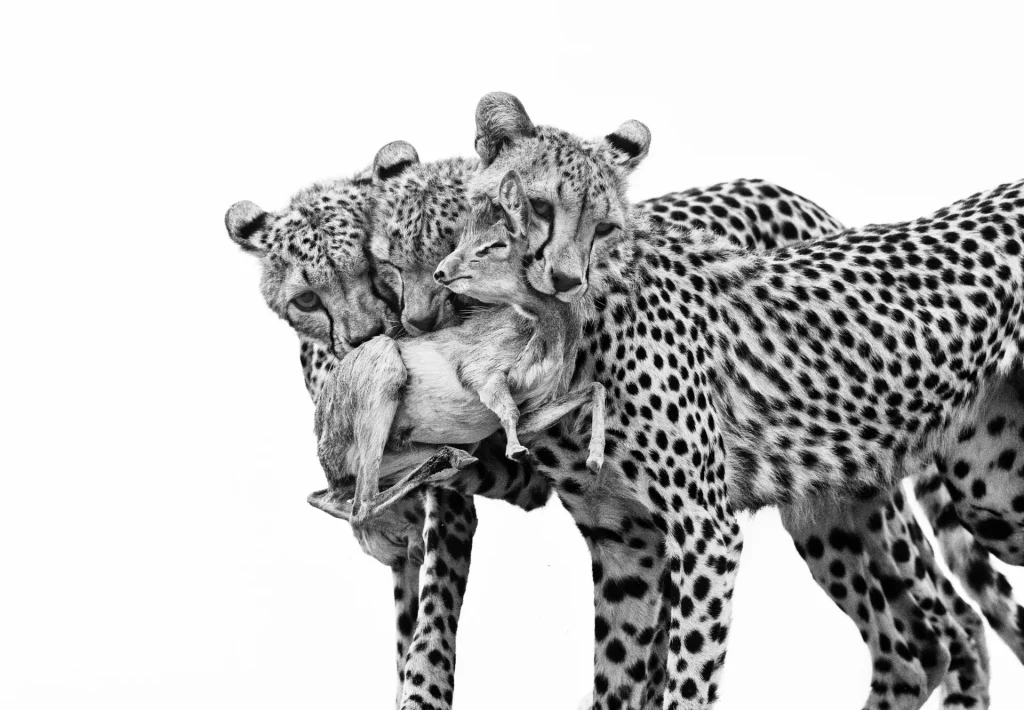 tres guepardos jóvenes practican sus habilidades de caza al capturar un dik-dik de Günther en la reserva nacional de Samburu, Kenia.