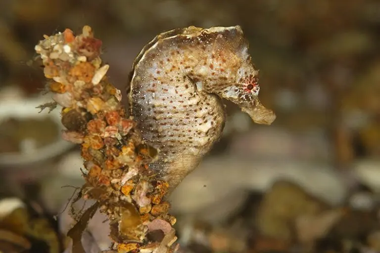 Caballito de mar patagónico (Hippocampus patagonicus) nadando cerca de Mar del Plata, Argentina.