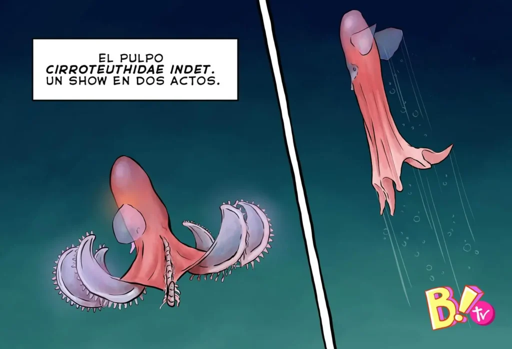 Pulpo registrado en expedición SUB200 y narrado por CómicBacterias