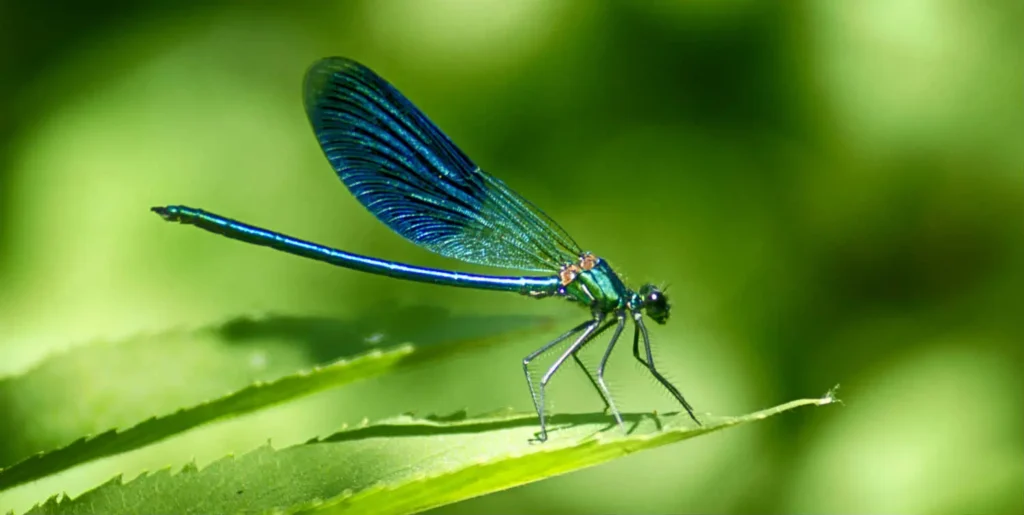 Libélula posa sobre hoja verde.