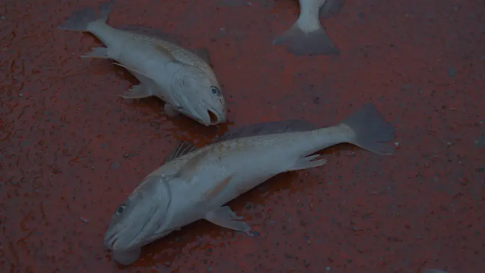Peces capturados en aguas uruguayas, imagen cedida por Agua Invadida para visibilizar el impacto de la pesca ilegal.