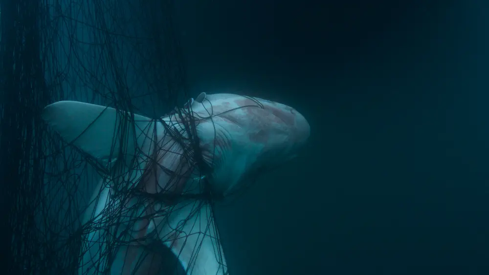 Primer plano de un tiburón atascado, evidenciando el impacto de la pesca ilegal en el ecosistema, tema central de Agua Invadida.