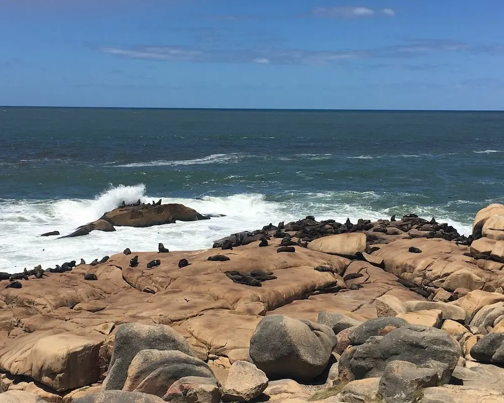 Colonia de lobos marinos descansando en las rocas de Cabo Polonio. Este parque costero-marino es clave en el SNAP Uruguay.