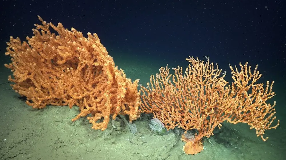 Coral bambú en Cabo Polonio, documentado durante la campaña Uruguay Sub200 en zonas donde se buscan arqueas Asgard