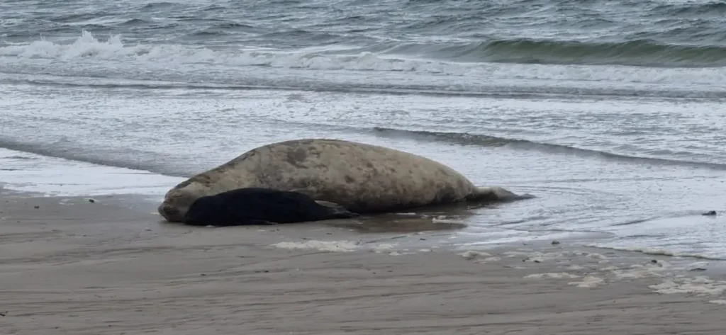 Cría y madre de Elefante Marino en Uruguay recién nacida en la costa de Piriápolis.