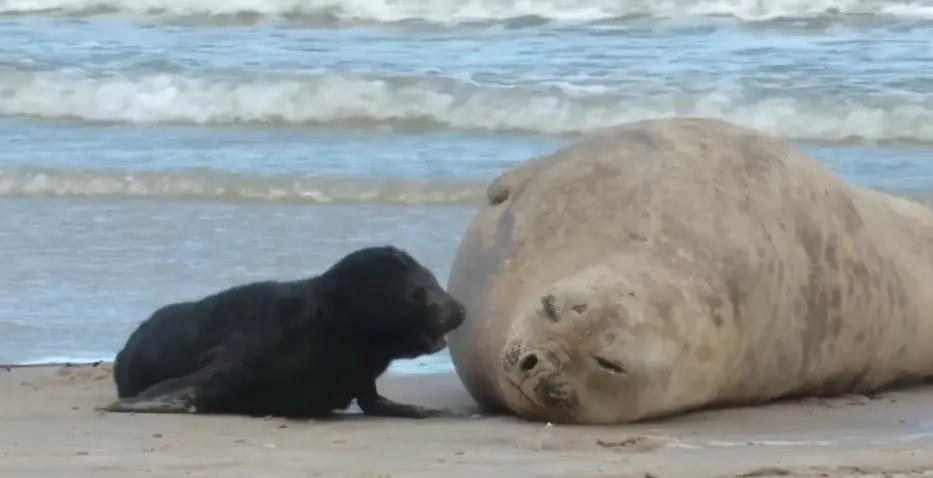 Cría y madre de Elefante Marino en Uruguay recién nacida en la costa de Piriápolis.