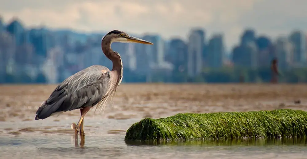 Día Mundial Aves Migratorias. Grulla en un humedal urbano. Un símbolo del conflicto entre las aves migratorias y la expansión de la ciudad.