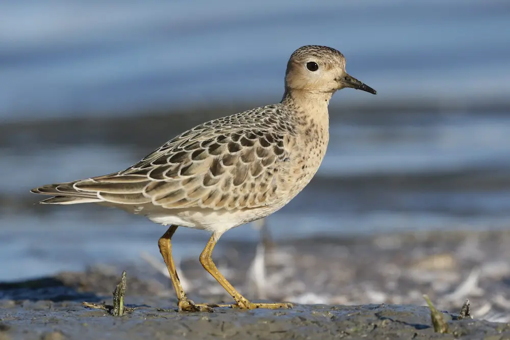 Día Mundial Aves Migratorias. Playerito Canela (Calidris subruficollis) en Laguna Garzón, un ave migratoria clave de Uruguay.