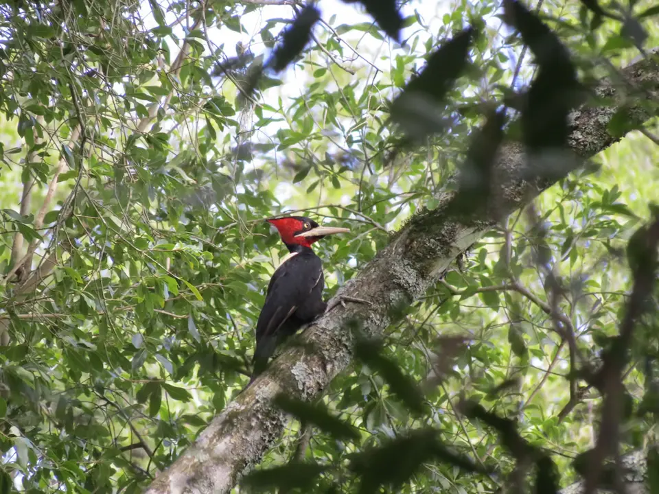 Humedal de Rincón de Franquía, Artigas, un paraíso de aves. Es un Área de Manejo de Hábitats del SNAP Uruguay.