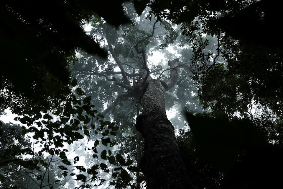 Bosque Nacional de Carajás con niebla al amanecer durante la COP30 en Brasil, sede del Fondo Bosques Tropicales.