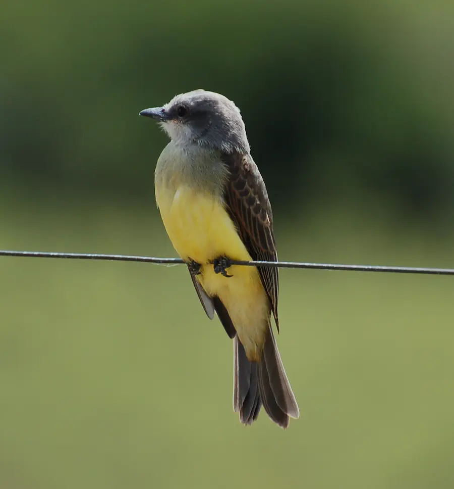Benteveo real posado entre ramas, una de las aves migratorias destacadas en la Fiesta del Churrinche. Foto de Aves del Uruguay.