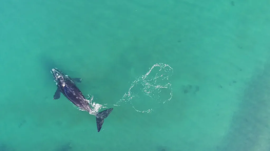 Vista aérea de una ballena franca austral nadando en el mar, ejemplificando la fauna que podría verse afectada por la prospección sísmica en Uruguay.