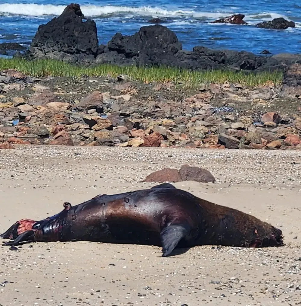 Lobo marino juvenil, fauna marina, sin vida varado en playa rocosa.