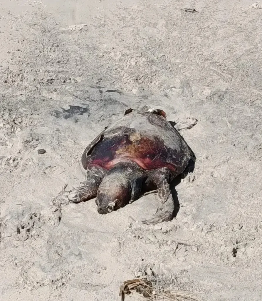 Tortuga marina muerta la playa de Piriápolis.