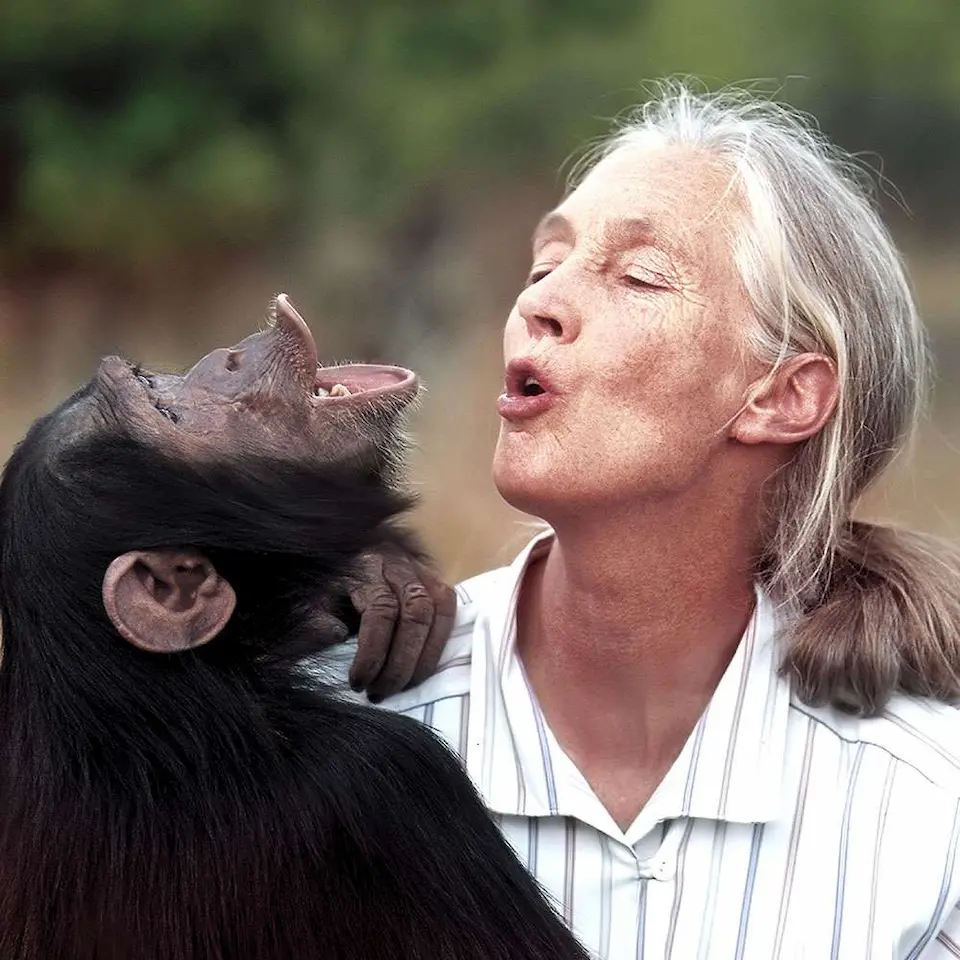 La primatóloga Jane Goodall interactúa afectuosamente con un joven chimpancé, mostrando una profunda conexión. Su legado inspira a procesar la ecoansiedad.