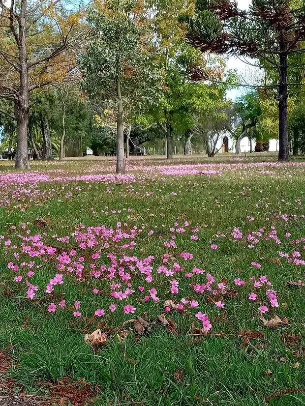 Plaza de Pueblo Edén frente a la capilla, cubierta de macachines rosados, parte del entorno natural de la Fiesta del Churrinche. Imagen del sitio puebloeden.com