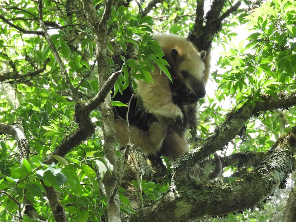 Tamandua trepado en ramas, rodeado de follaje verde en bosque nativo.