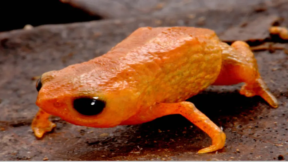 Brachycephalus lulai, sapo naranja endémico de la Serra do Quiriri en Brasil.