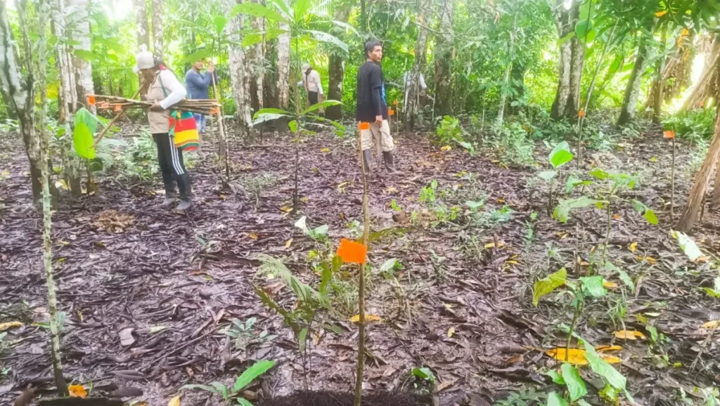 Siembra de plántulas por parte de la guardia indígena de la comunidad de Atacuari, cerca de la frontera entre Colombia y Perú. 