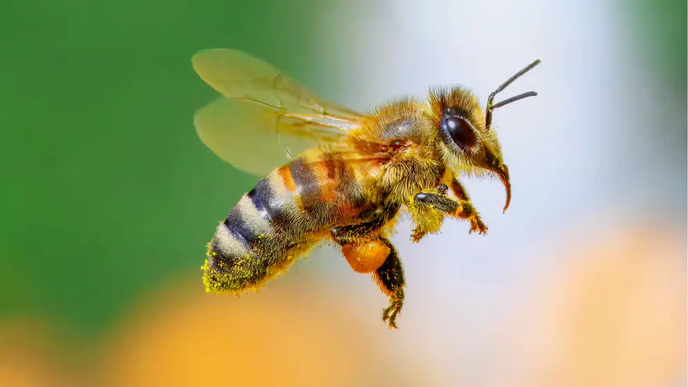 Abeja en vuelo con polen, símbolo de polinización y biodiversidad.