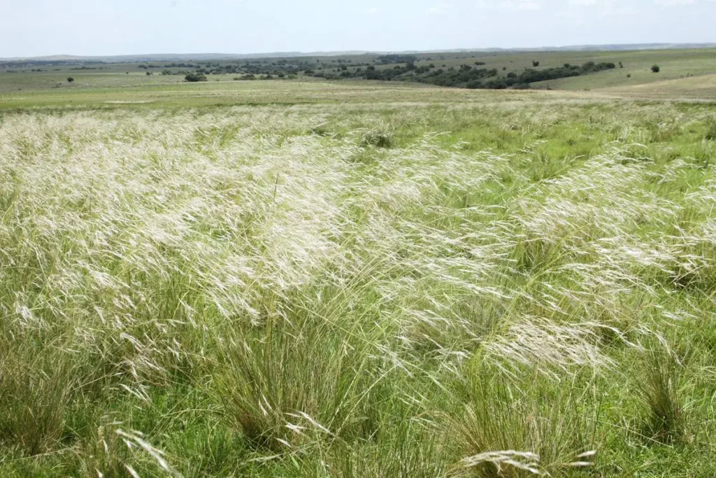 2026 Año Internacional De Los Pastizales Y Los Pastores Paisaje de pastizales en el Año Internacional de los Pastizales y los Pastores.