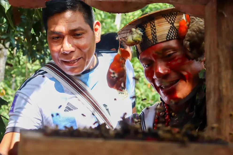 Comunidades asháninka observan abejas sin aguijón en su hábitat amazónico.