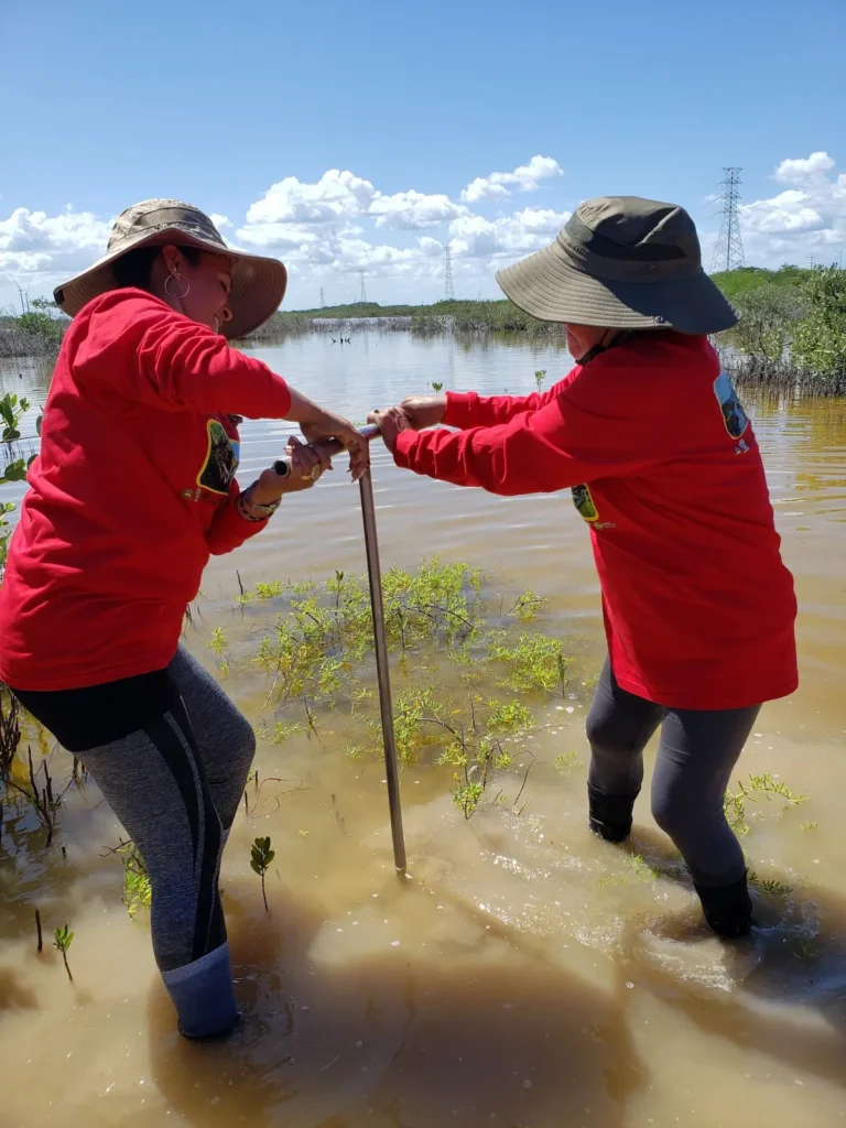 En la costa norte de Yucatán, en el pueblo pesquero de Chelem, un grupo de mujeres —amas de casa, jóvenes y señoras de la tercera edad— ha trabajado en restaurar el flujo del agua entre los manglares.