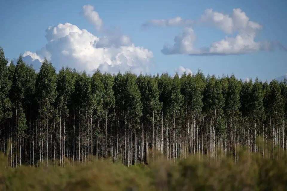 eucaliptos-cuenca-santa-lucia-uruguay | Ambienta Plantación de eucaliptos en la cuenca del río Santa Lucía, factor de presión sobre el agua potable en Uruguay.