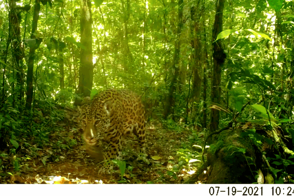 Un proyecto de monitoreo en propiedades comunitarias del sur de México ha logrado que comunidades y pequeños ganaderos dejen de cazar al jaguar para protegerlo.