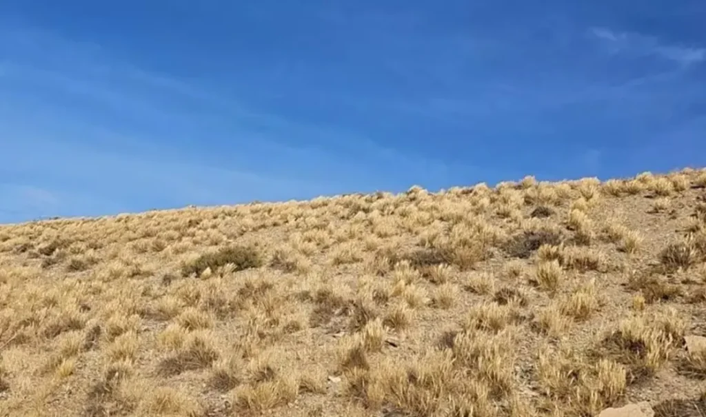 2026 Año Internacional De Los Pastizales Y Los Pastores Las plantas de pastizales desempeñan un papel esencial en la captura de carbono y la liberación de oxígeno a través de la fotosíntesis