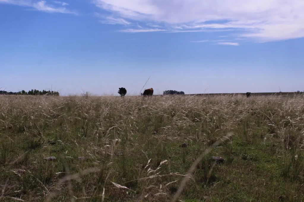 2026 Año Internacional De Los Pastizales Y Los Pastores Paisaje de pastizales en Uruguay, parte del ecosistema del Río de la Plata.