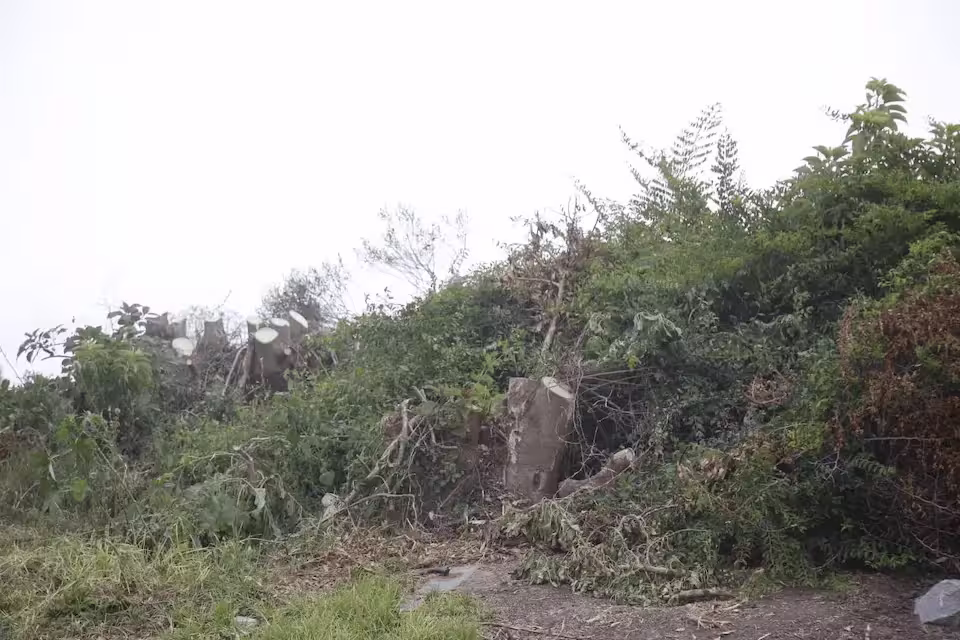 Tala de ombúes y despeje de vegetación en el Ecoparque de Maldonado.