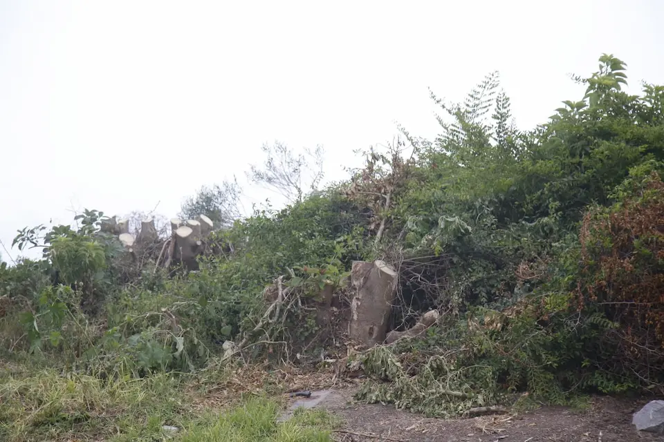 Tala de ombúes en el Ecoparque del arroyo Maldonado, registrada por la Intendencia.