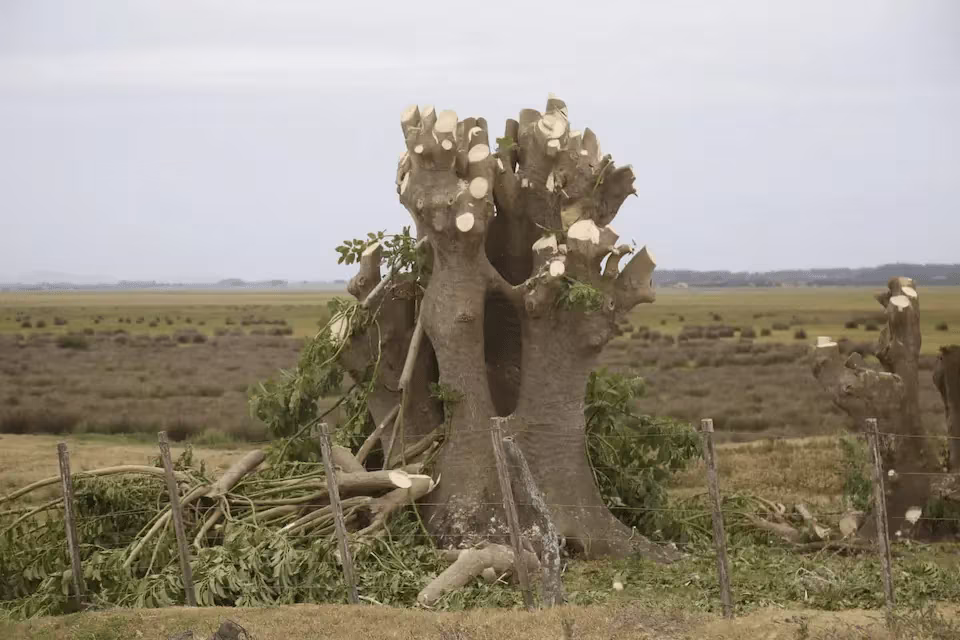 Detalle de la tala de ombúes en la zona protegida del Ecoparque.