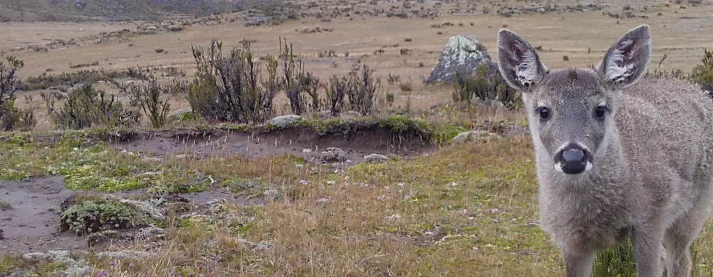 La reaparición de los venados en el Área de Protección Hídrica Antisana es uno de los indicadores de la restauración del páramo. 