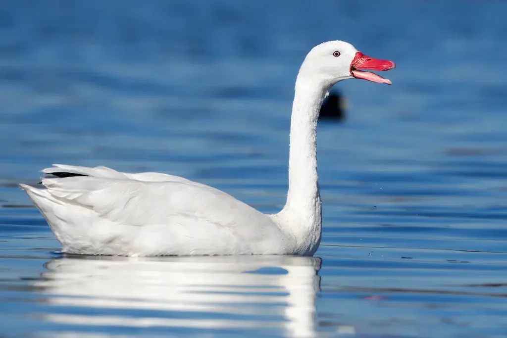 Influenza Aviar En Laguna Garzón Un Evento Sanitario Que Revela La Salud Del Ecosistema Ejemplar de cisne coscoroba, especie afectada por el reciente brote de influenza aviar en Laguna Garzón.