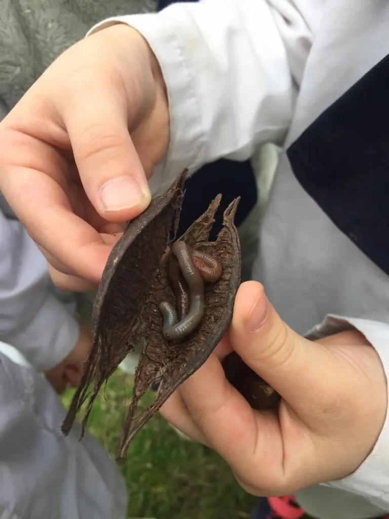 Alumno de la Escuela 100 investigando la biodiversidad y los organismos del suelo en el Parque Batlle.