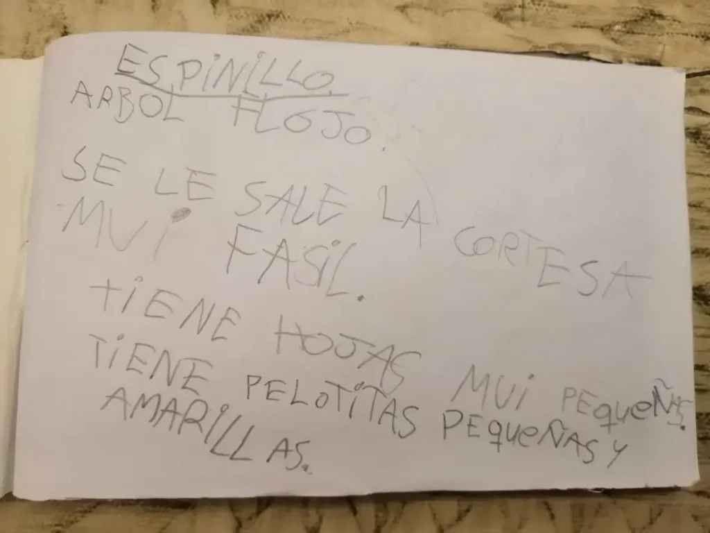 Registro manuscrito de un alumno de la Escuela 100 sobre las características del árbol Espinillo.