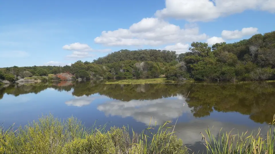 Influenza Aviar En Laguna Garzón Un Evento Sanitario Que Revela La Salud Del Ecosistema Vista panorámica del humedal donde se detectó influenza aviar en Laguna Garzón, corredor biológico entre Rocha y Maldonado.