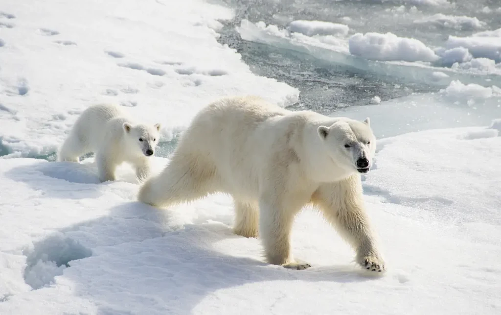Los Osos Polares De Svalbard Desafían Las Expectativas por Qué Están Más Gordos Pese a La Falta De Hielo Una osa polar y su cría en el Ártico, especie relacionada con los osos polares de Svalbard.