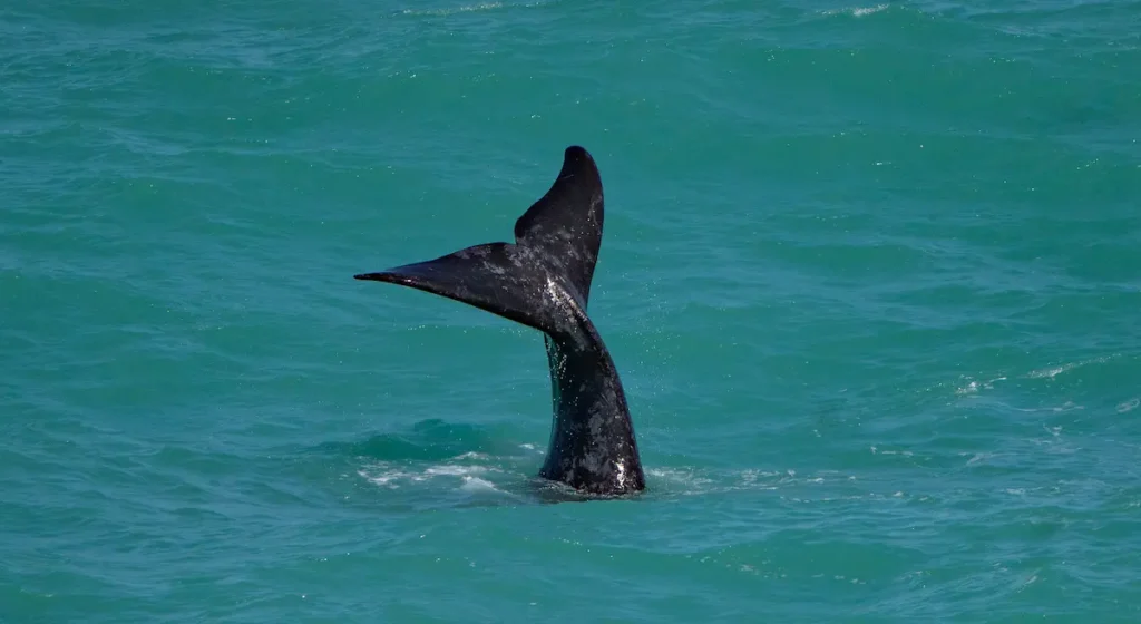 El Mar Uruguayo En La Encrucijada santuario Natural O Yacimiento Fósil Ballena Franca Austral en el mar uruguayo bajo el marco del Tratado de la Alta Mar.