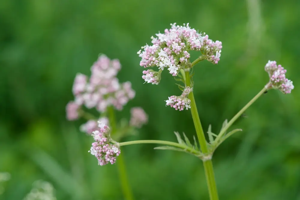 Vida silvestre 2026: conservación de la valeriana medicinal.