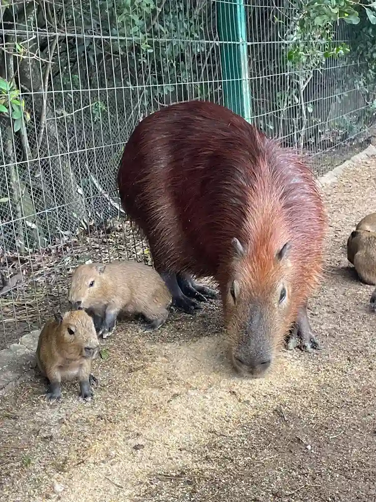 Carpinchos recién nacidos junto a su madre en la ECFA