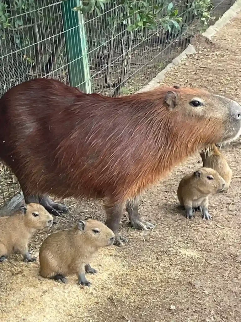 Crías de carpincho en la ECFA Uruguay Tabaré González Sierra.