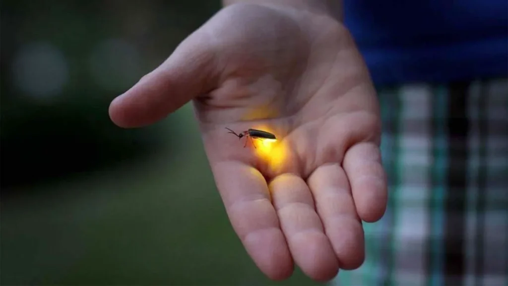 Primer plano de una luciérnaga brillando en la palma de una mano, ilustrando la fragilidad de las luciérnagas en Uruguay frente al avance urbano.