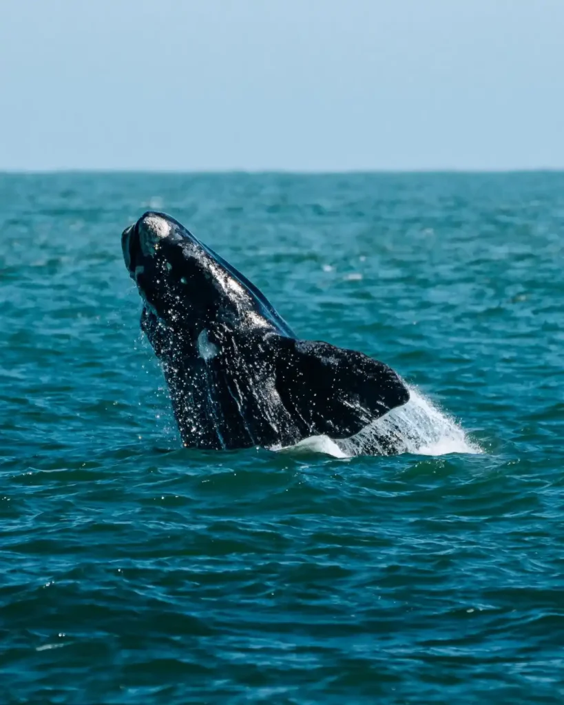 Ballena Franca Austral en la costa uruguaya, especie protegida vulnerable a la prospección sísmica.