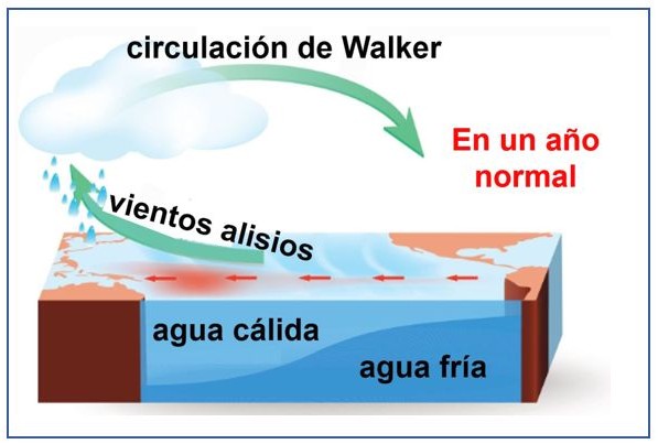 El Niño No Es Una Tormenta Cómo El Pacífico Redefine El Clima De Uruguay Diagrama tridimensional del océano Pacífico en un año normal, mostrando la circulación de Walker, los vientos alisios empujando el agua cálida hacia el oeste y el afloramiento de agua fría en el este.